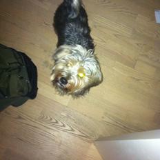 Blanding af racer Chico