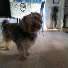 Blanding af racer Chico