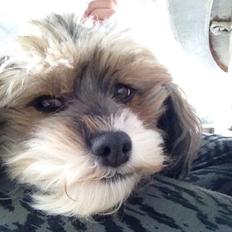 Blanding af racer Frida