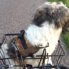 Blanding af racer Frida