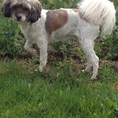 Blanding af racer Frida