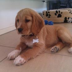 Blanding af racer Molly