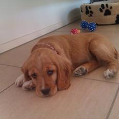 Blanding af racer Molly