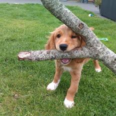 Blanding af racer Molly