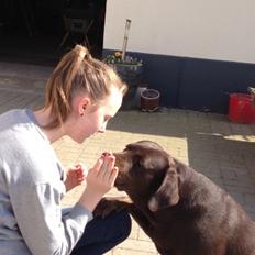 Labrador retriever Nusser
