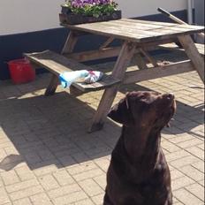 Labrador retriever Nusser