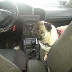 Mops Rosa Himmelhund