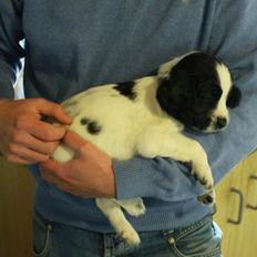 Field Trial spaniel Krümmels Sakko