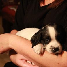 Field Trial spaniel Krümmels Sakko