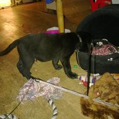 Blanding af racer Mikkel