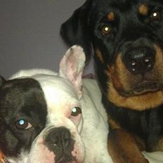 Rottweiler * Malou *