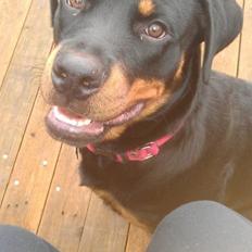 Rottweiler * Malou *