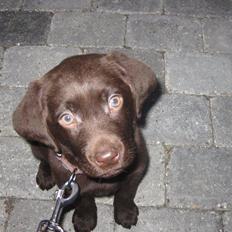 Labrador retriever bALDER