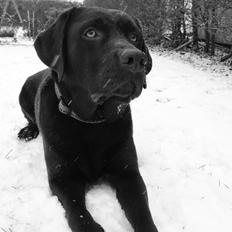 Labrador retriever bALDER