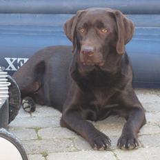 Labrador retriever bALDER