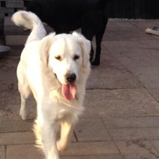 Golden retriever Hubert