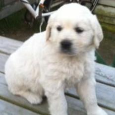 Golden retriever Hubert