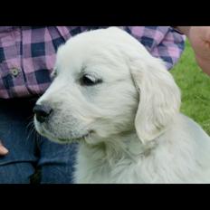 Golden retriever Hubert