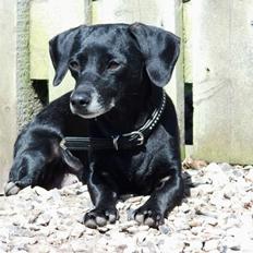 Blanding af racer Snuppi