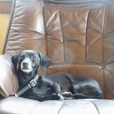 Blanding af racer Snuppi