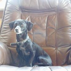 Blanding af racer Snuppi