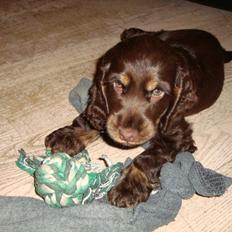 Cocker spaniel Bella Without words