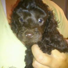 Toypuddel Mathilde ( kakaoko )