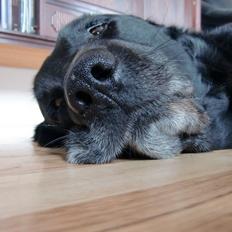 Labrador retriever Simba