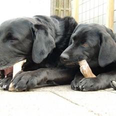 Labrador retriever Simba