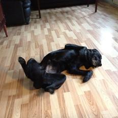 Labrador retriever Simba