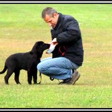 Labrador retriever Cano