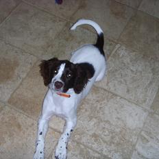 Engelsk springer spaniel Laika