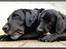 Labrador retriever Cano - Cano ( til højre ) sammen med vores ældste hund, Simba på 9 år