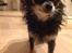Chihuahua Otto