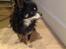 Chihuahua Otto