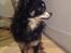 Chihuahua Otto