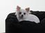 Chihuahua Coco