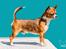 Chihuahua CH. Gorchi Dasher "Dexter" - Dexter 20 mdr gammel