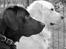 Labrador retriever Cano - Cano og Hubert overvåger haven 