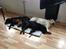 Labrador retriever Cano - Cano sammen med sine 
" familie "  vores dejlige hunde  :-)