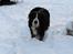 Berner sennenhund Boomer *R.I.P* - Jeg ELSKER sne..