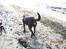 Dvaergpinscher Rødkildes Nyah
