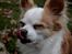 Chihuahua Viktor
