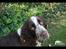 Engelsk springer spaniel Baloo *R.I.P*