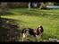 Engelsk springer spaniel Baloo *R.I.P*