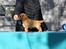 Cavalier king charles spaniel Electra ( Loevhoejs Hippy Hippy Shake)