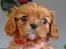 Cavalier king charles spaniel Electra ( Loevhoejs Hippy Hippy Shake)