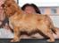 Cavalier king charles spaniel Electra ( Loevhoejs Hippy Hippy Shake)