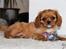 Cavalier king charles spaniel Electra ( Loevhoejs Hippy Hippy Shake)