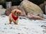 Cavalier king charles spaniel Electra ( Loevhoejs Hippy Hippy Shake)